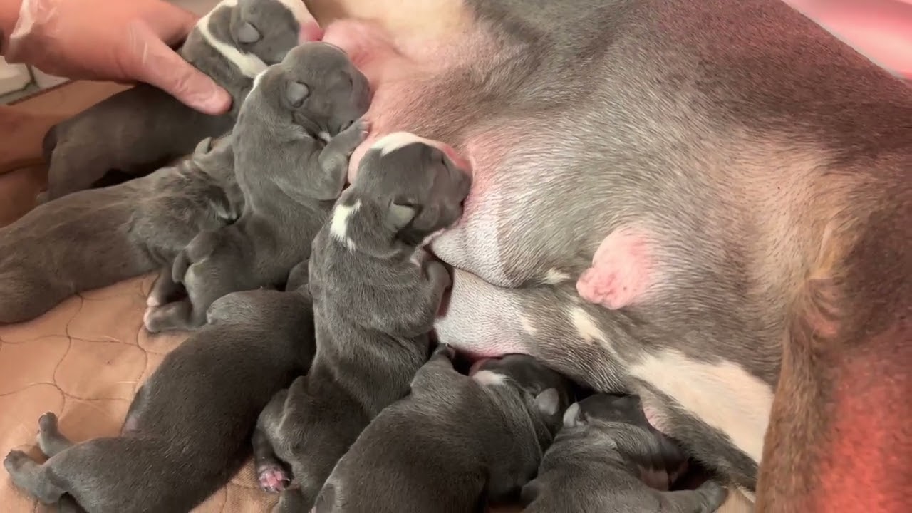 Exotic American Bully Puppy’s First Day Home “BullyZone” C-Section ! (What I do)