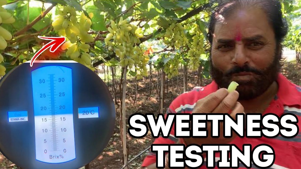 How to test Sugar of your fruits using Brix Meter || How to use Brix Meter || Farming Engineer ||