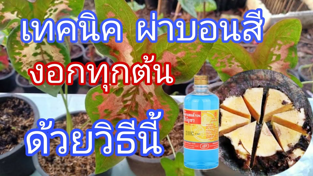 เทคนิค การผ่าหัวบอนสี ผ่าง่าย งอกทุกต้น