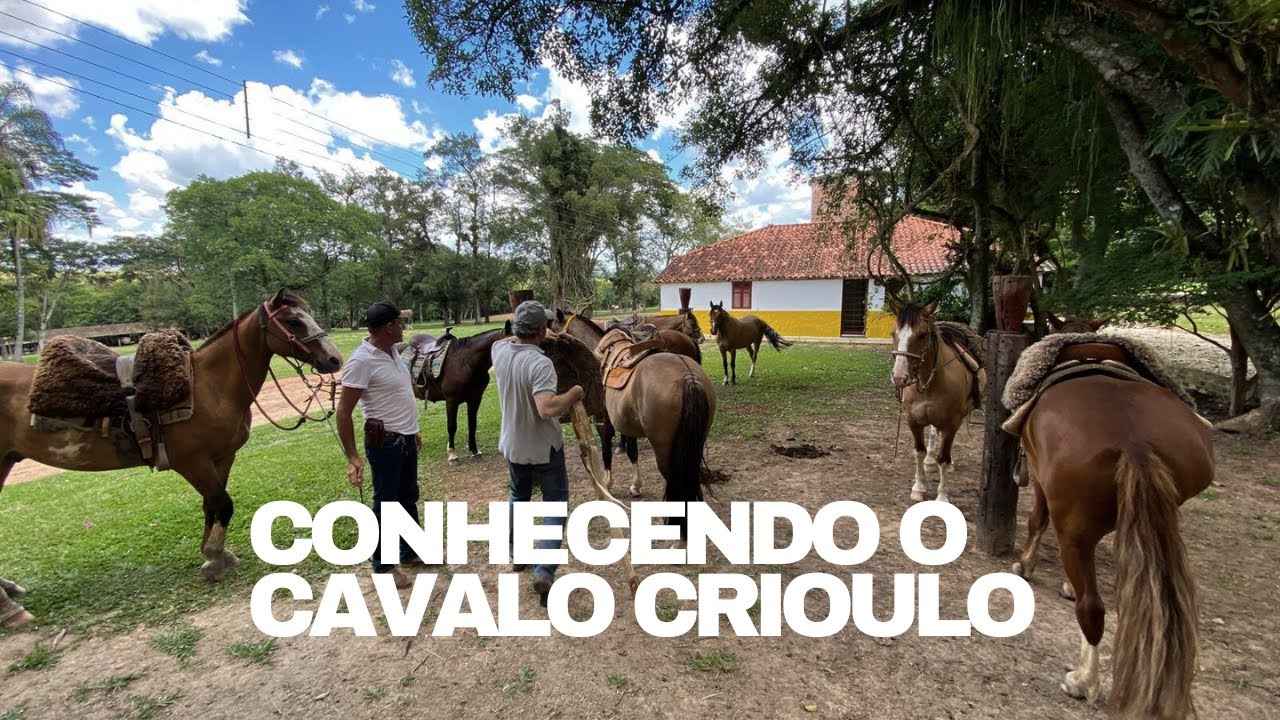 Dia perfeito em família conhecendo o Cavalo Crioulo 🐎 #cavalocrioulo