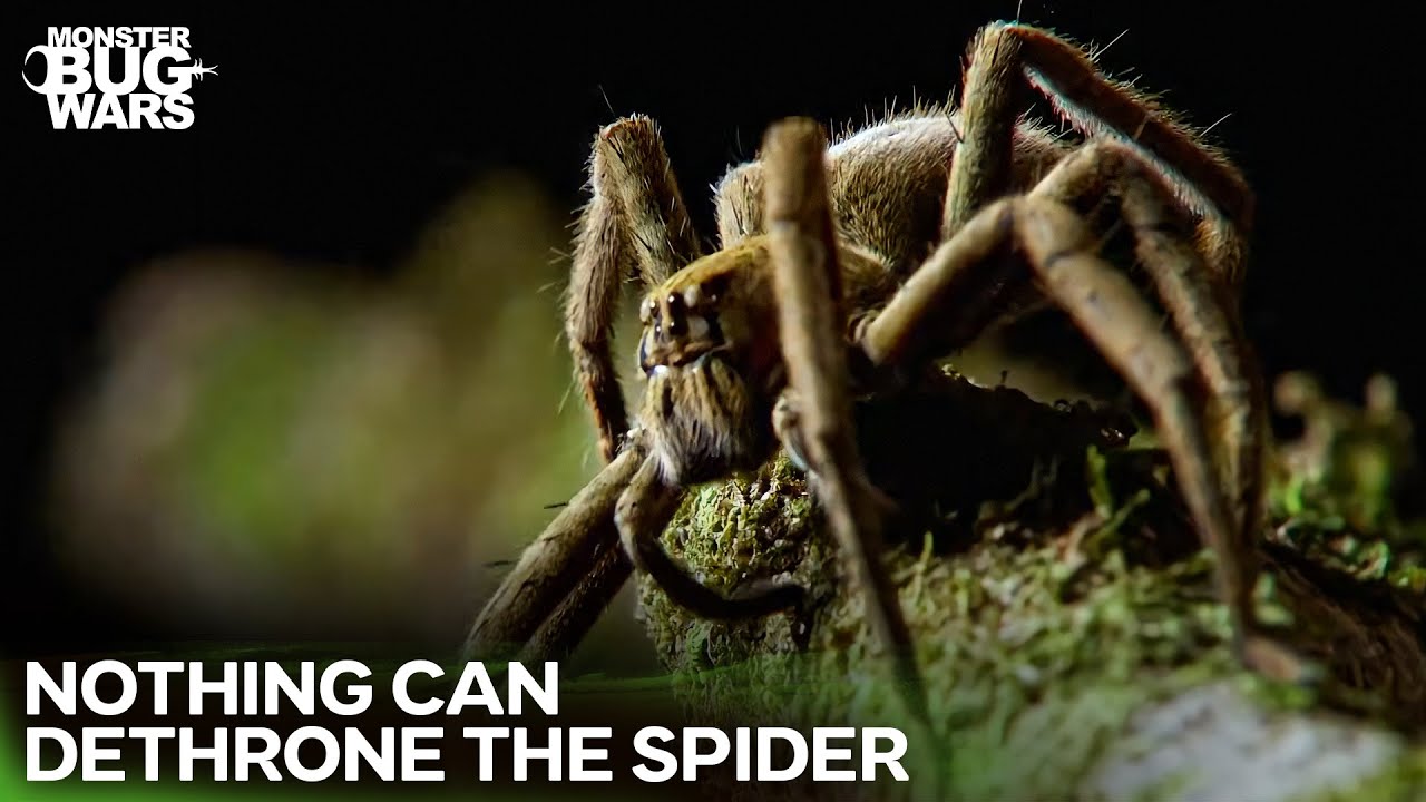 BEST Battles of Nature's Most Efficient Killers | Monster Bug Wars