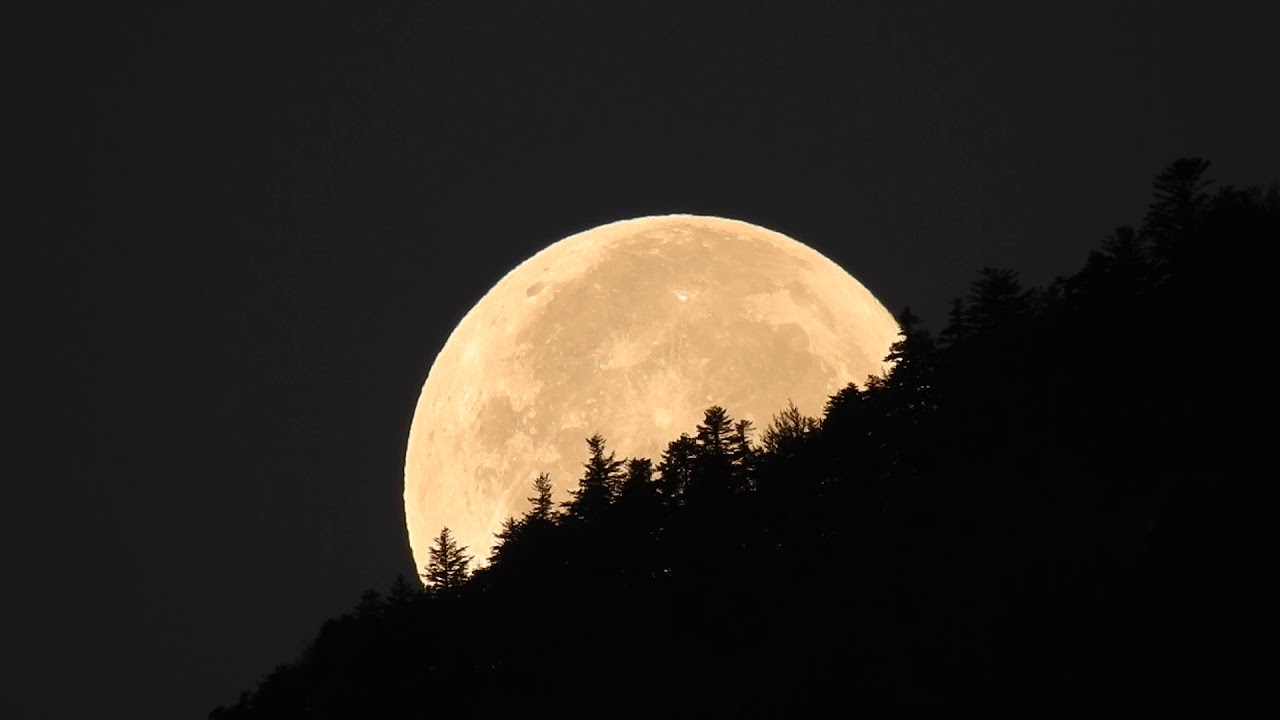 Un coucher de lune sur la forêt
