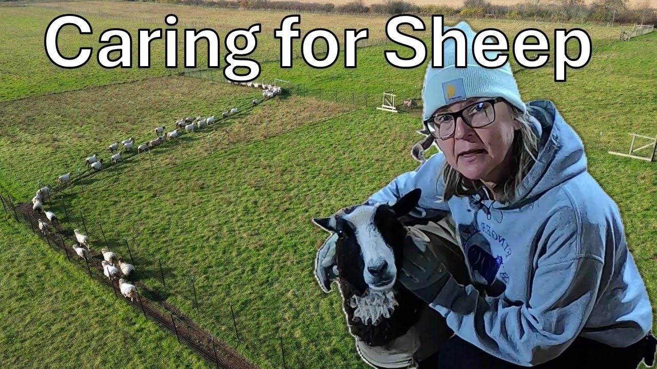 Caring for Sheep in the Autumn - Morning Chores