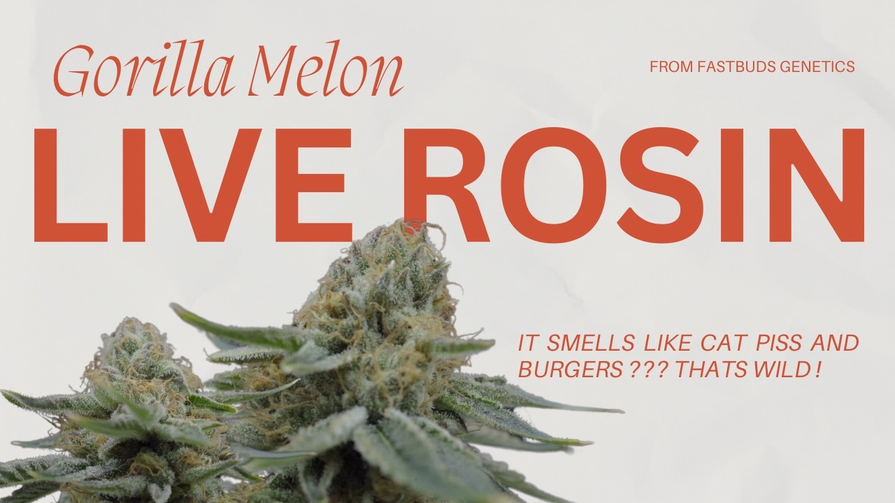 Gorilla Melon by Fastbuds | Full Photoperiod Grow to Live Rosin Bubble Hash | Seed to Sesh