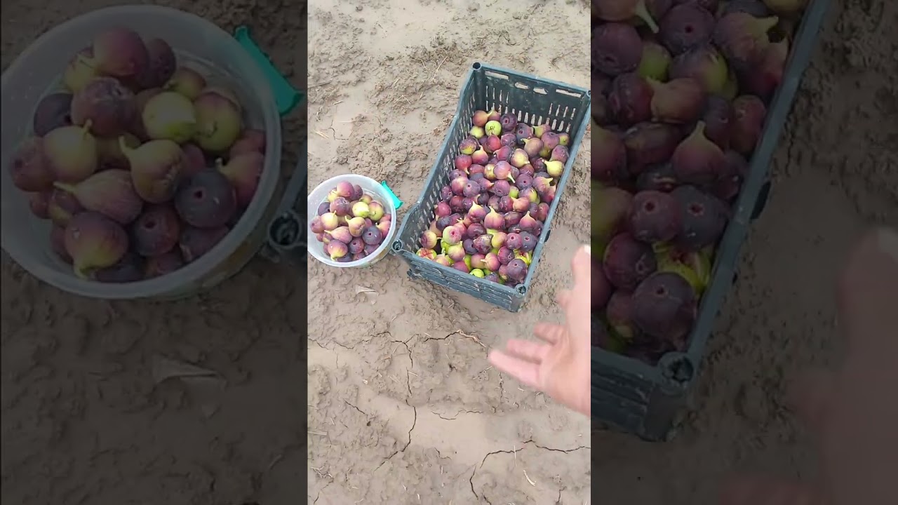 تين العبيد في الشتاء واستمرار الانتاج