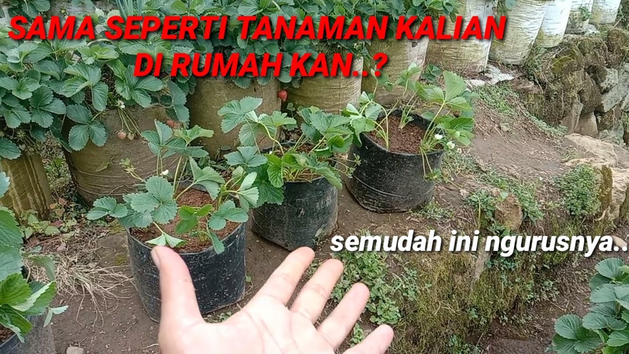 PERAWATAN STROBERI BARU TANAM 1 BULAN.