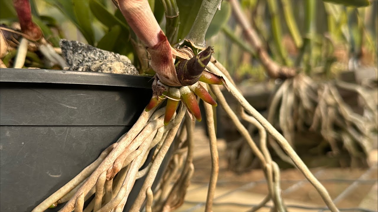 Aprenda quando dividir uma orquídea!!!