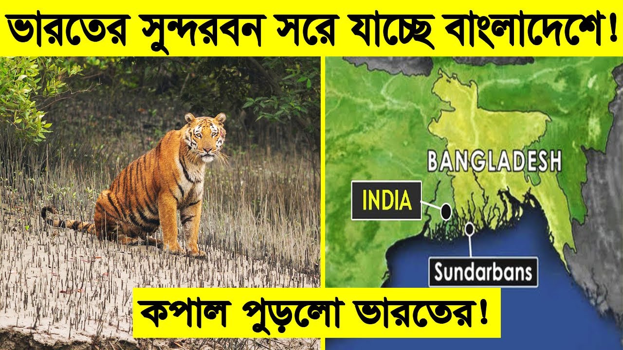 ভারতের সুন্দরবন সরে যাচ্ছে বাংলাদেশে! | কপাল পুড়লো ভারতের! | Sundarbans are moving to Bangladesh