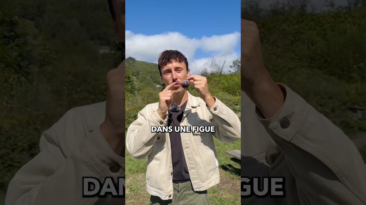 Une GU&Ecirc;PE dans les FIGUES ???