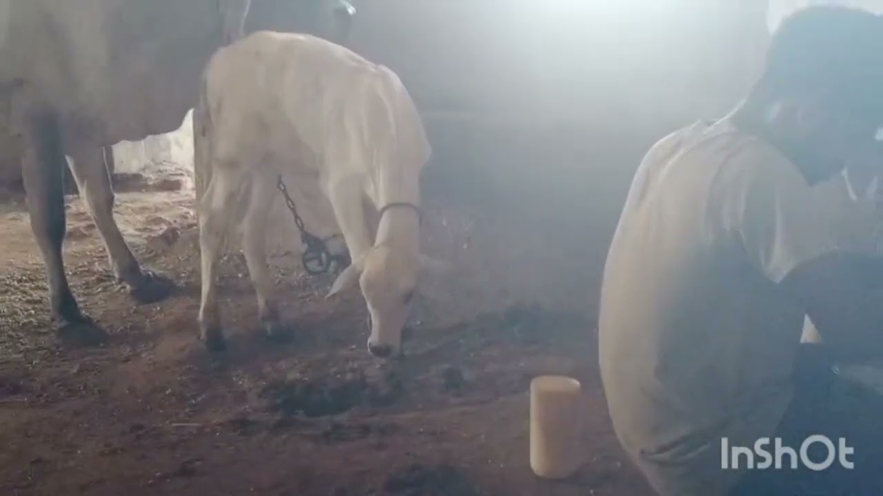 Maldari 🥰🐂💐🙏