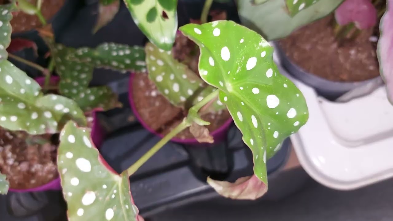 Yeni gelenler  taylant milli  melek kanadi  hoya türlar satişda 🥰