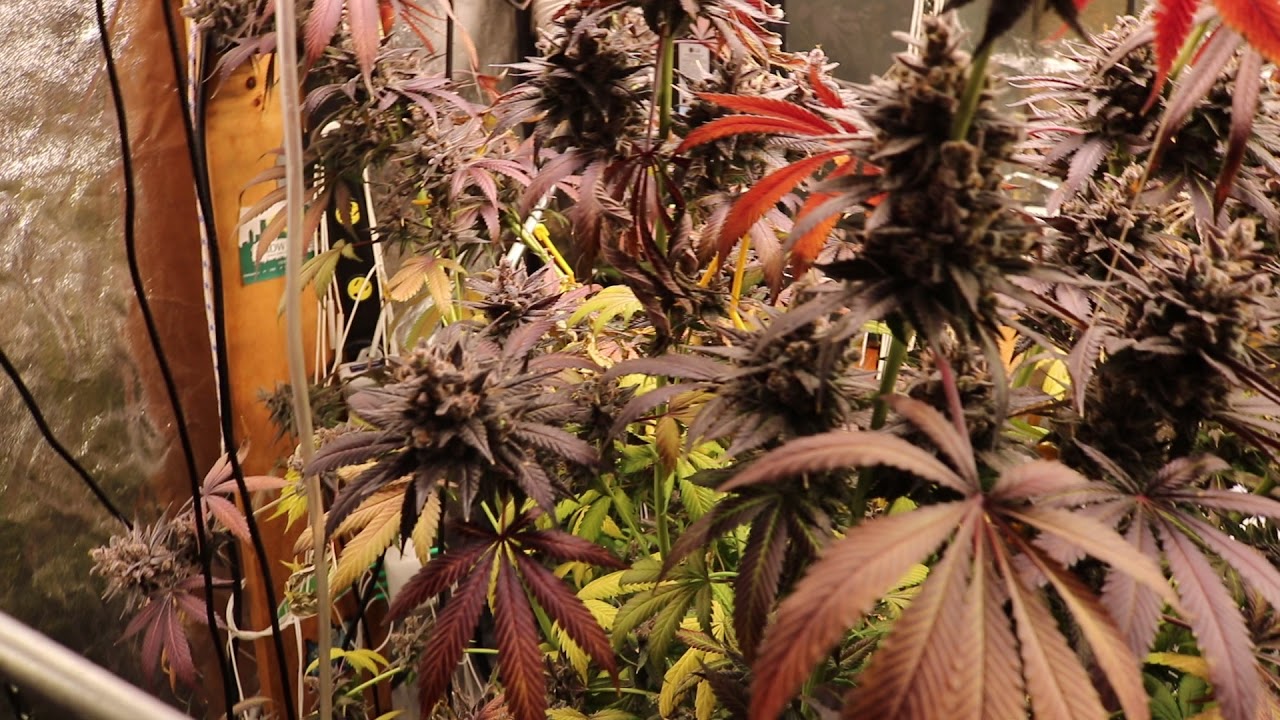 MARSHYDROLED_AMAZON10x5 GROW (9 WEEKS FLOWER) MARSHYDROLED_AMAZON FCE3000