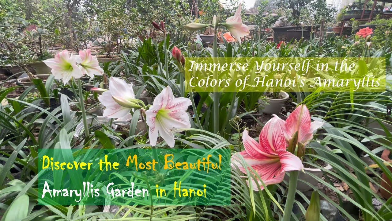 The most stunning Amaryllis Garden - Hanoi has an #amaryllis garden as beautiful as a dream!