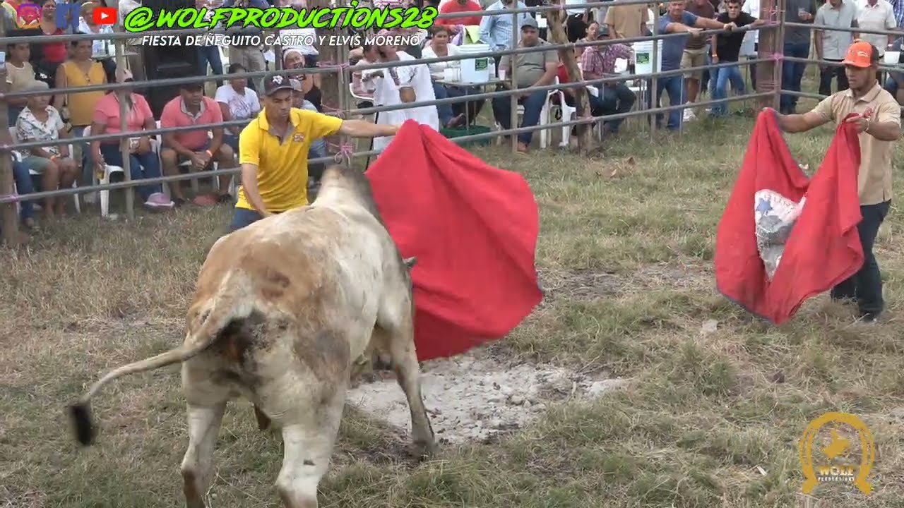 Toros en Las Tablas Fiesta de Ñeguito Castro y Elvis Moreno | Bda Santa Isabel 11 de enero 2026