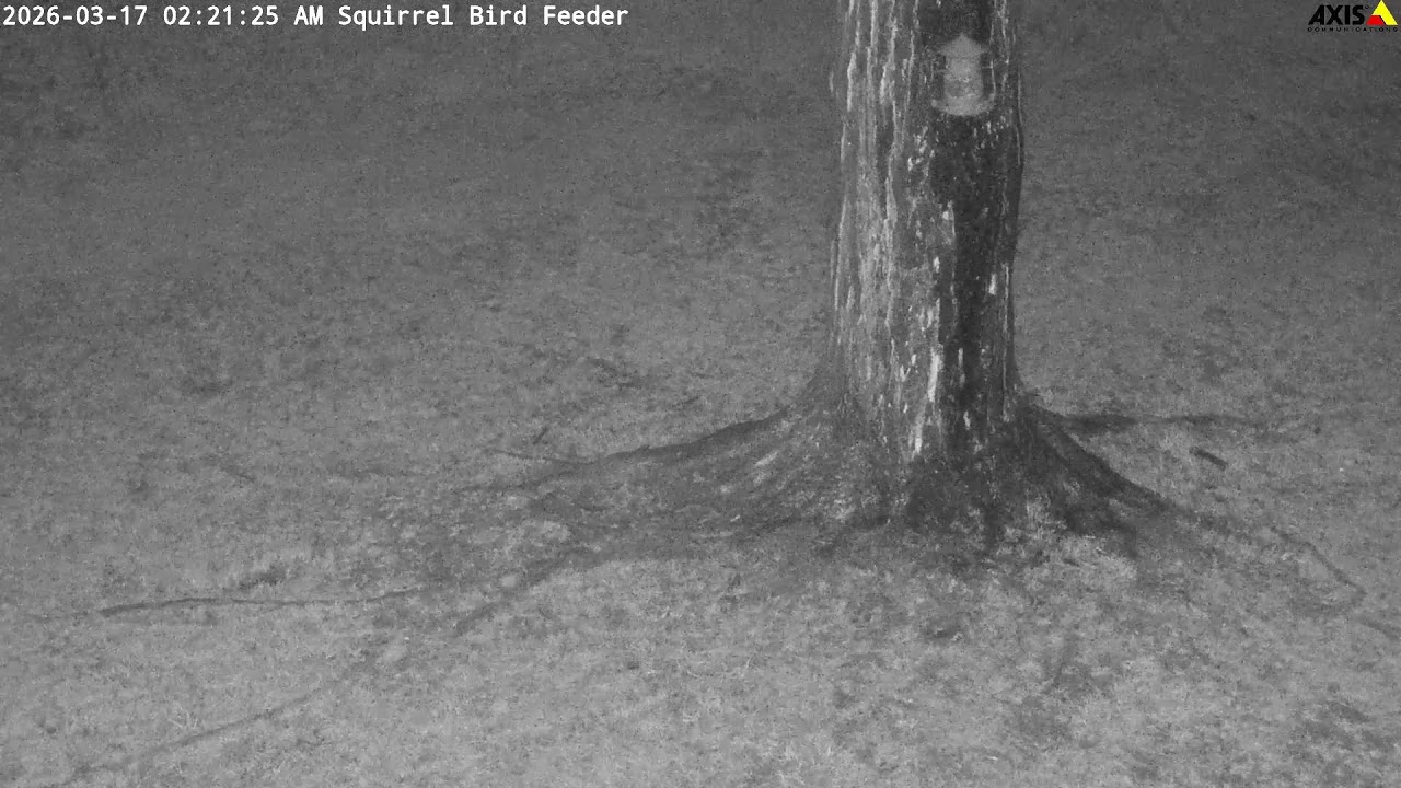 Squirrel Bird Feeder