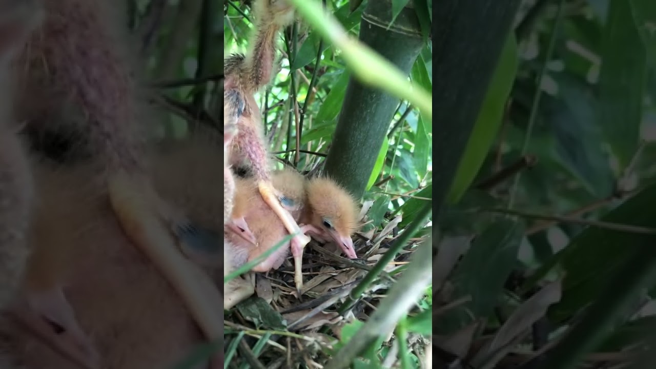 C&oacute; ai nu&ocirc;i loại Chim n&agrave;y kh&ocirc;ng nhỉ ?