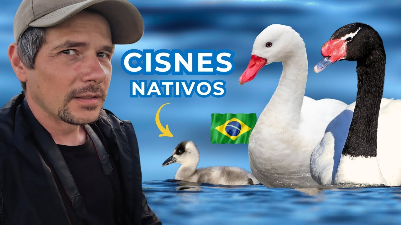 A beleza desconhecida que voc&ecirc; precisa ver: CISNES SELVAGENS DO BRASIL | Document&aacute;rio de Aves