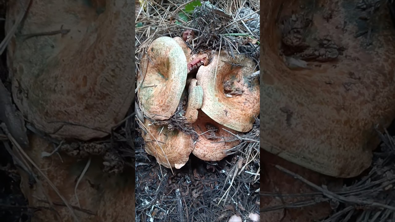 Lactarius sanguifluus. 🍄🎄 #lactarius #lactariussanguifluus #funghi #rositi #mushrooms #nature