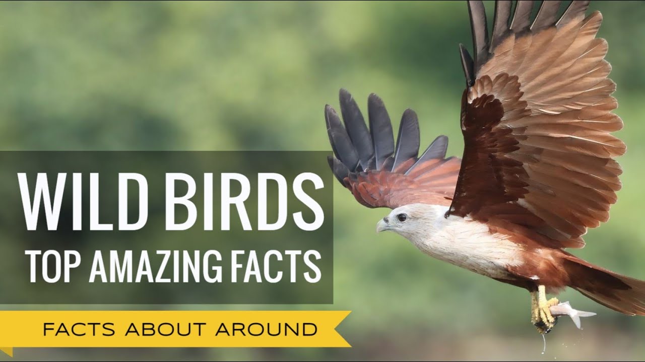 WILD BIRDS AND THEIR LIFE IN THE NATURE: TOP FACTS