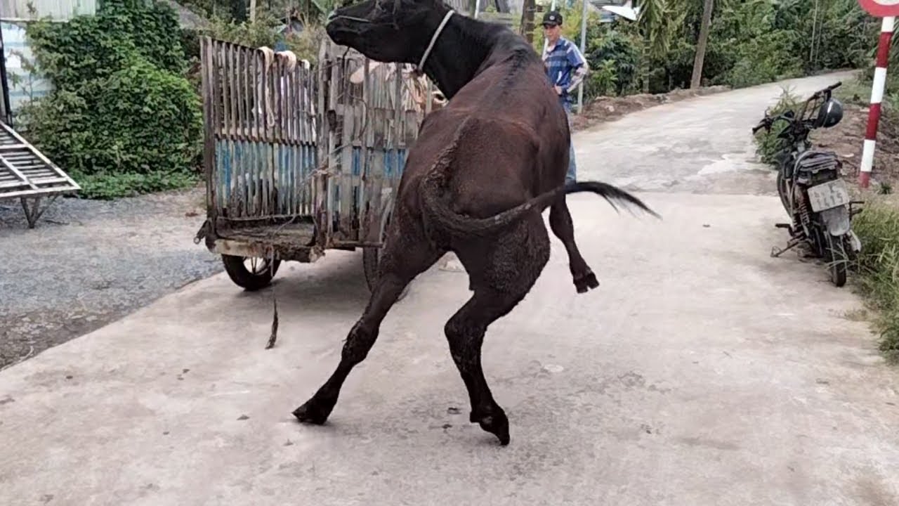 Gặp bò giống ngựa
