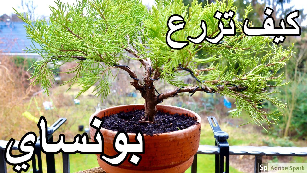 تقزيم الاشجار، كيف تبدأ؟ كيف تزرع شجرة بونساي ب 6 خطوات سهلة