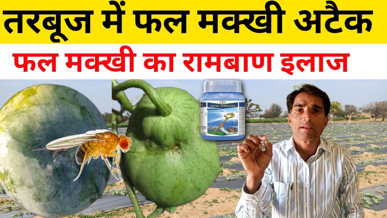 तरबूज और सब्जियों में फल मक्खी नियंत्रण कैसे करें | tarbuj me fruit fly control |