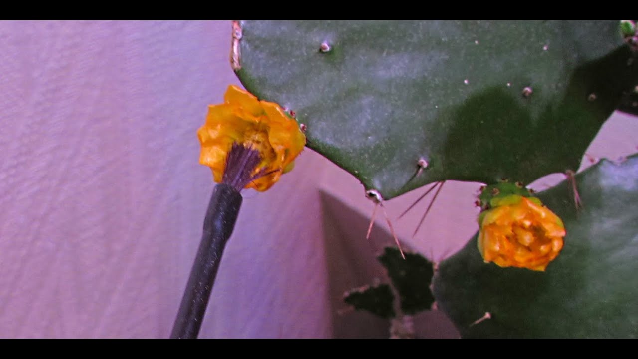 Pollinating Opuntia Cactus Flowers - Prickly Pear Cactus