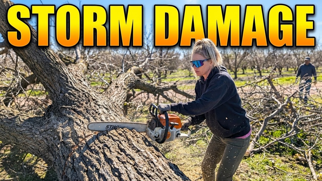 This bad storm destroyed our trees and we had to deal with it