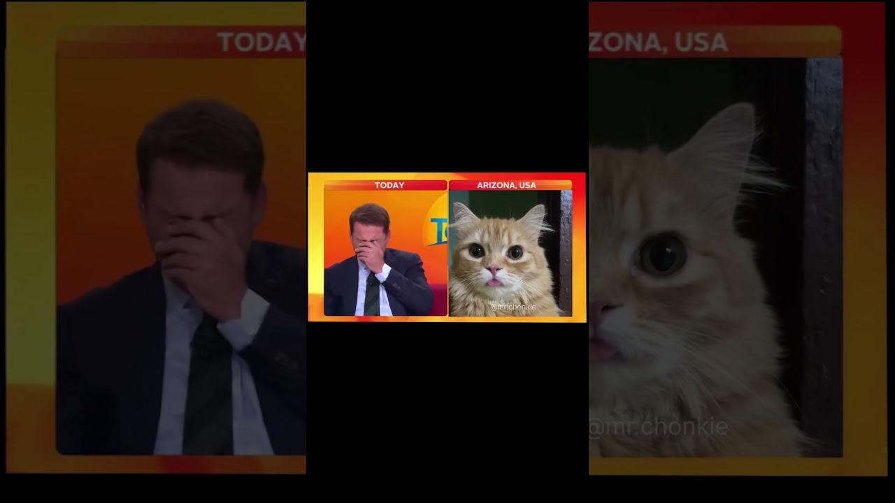 this cat accidentally attends news interview 😂🤣 #cat #cats #funny #interview #shorts
