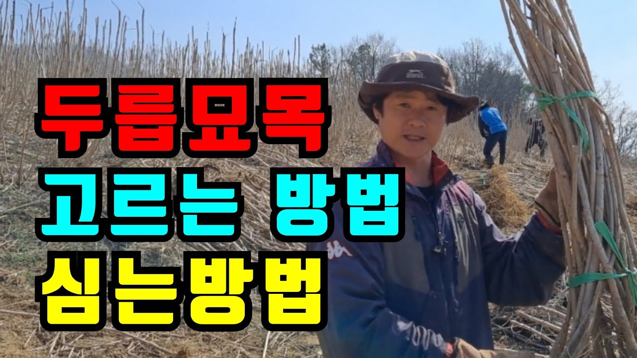 좋은 두릅묘목 구별하기 / 두릅나무심는시기 / 두릅농장 /두릅나무심는방법 /두릅나무 심는간격