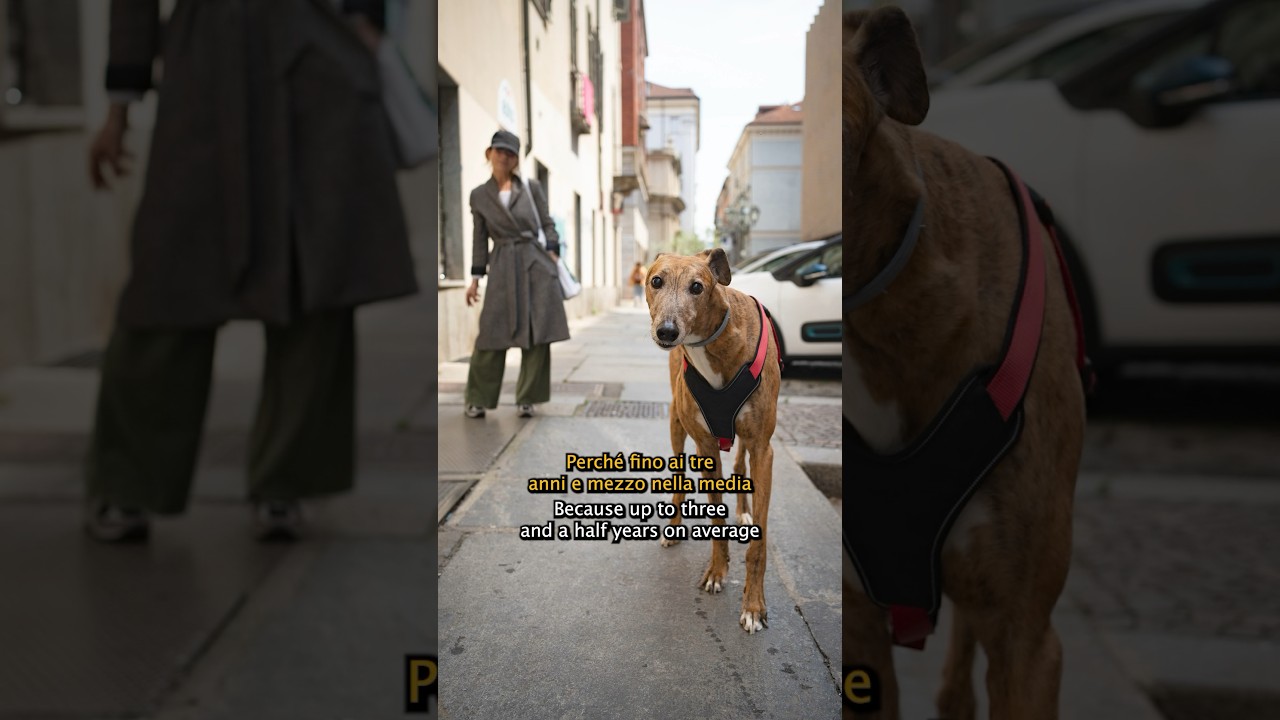 Romeo ❤️🥺 #levriero #galgo #greyhound #caniditorino