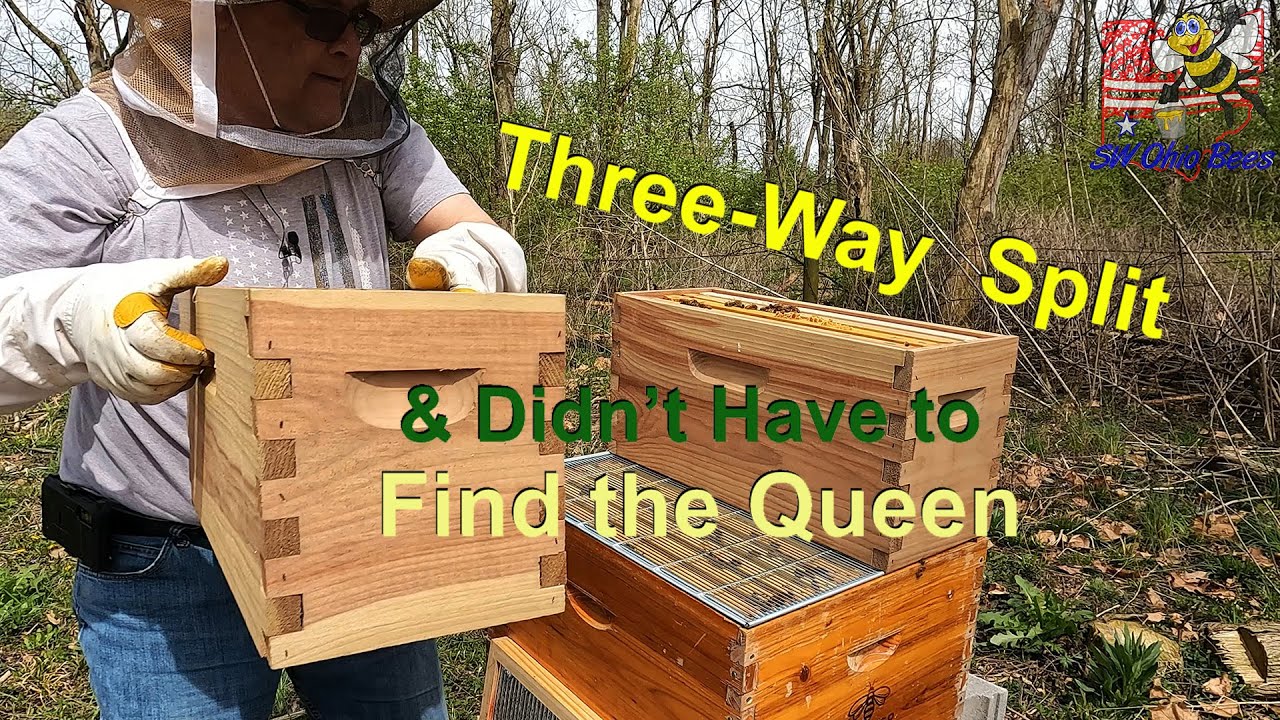 The Elusive Queen Bee: Decoding the Three-Way Split Challenge