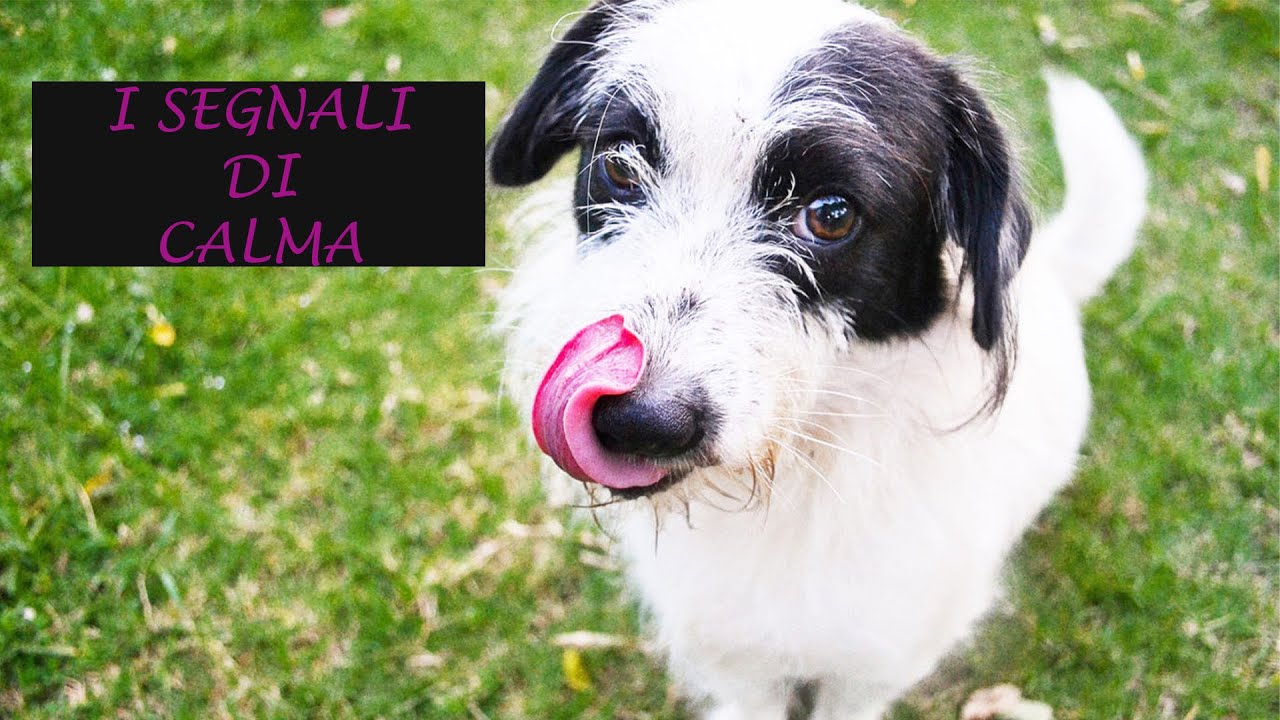 I segnali di calma . Iniziamo a capire il cane