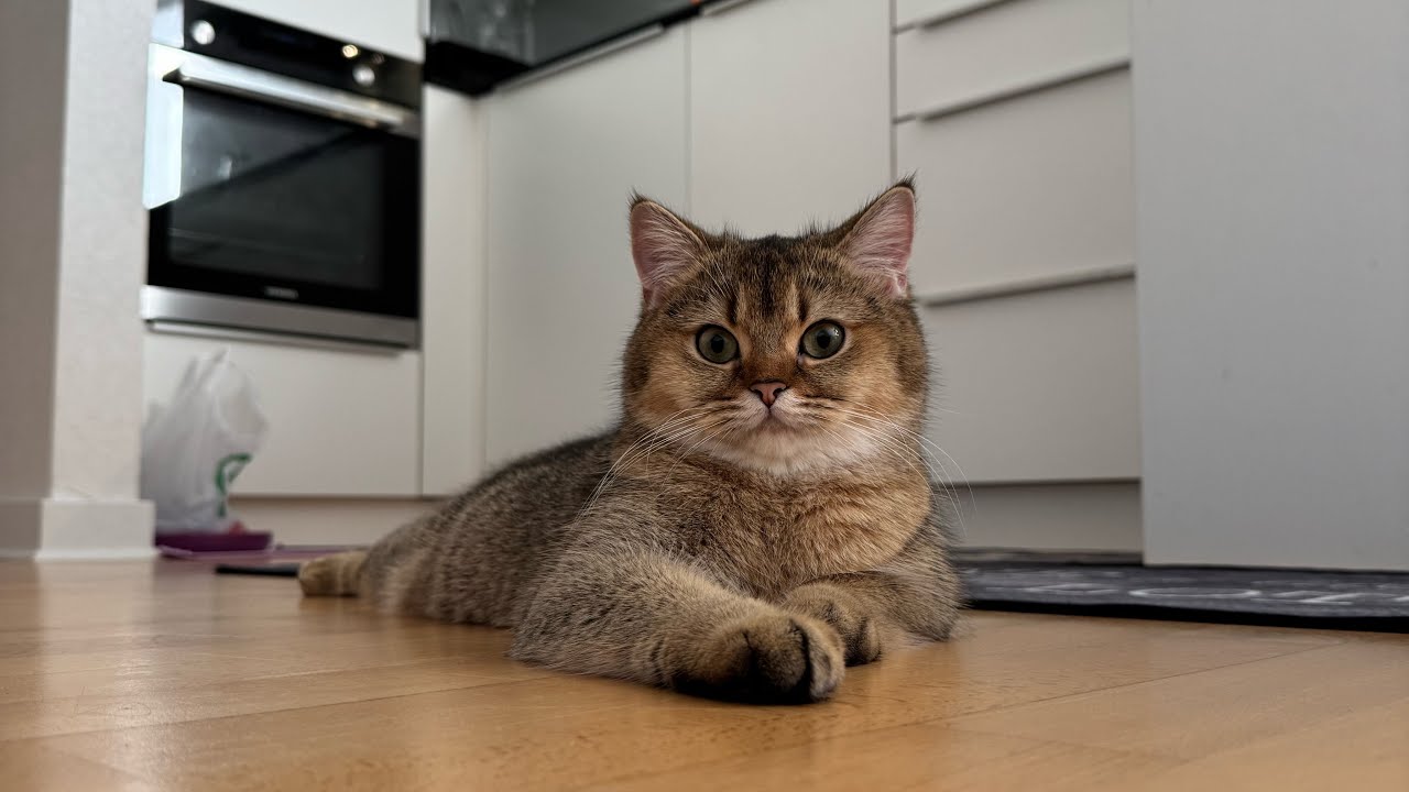 Кицька Іриска. Муркотіння яке лікує нерви #cute #cat #cutebaby #video #cats #cutecat 