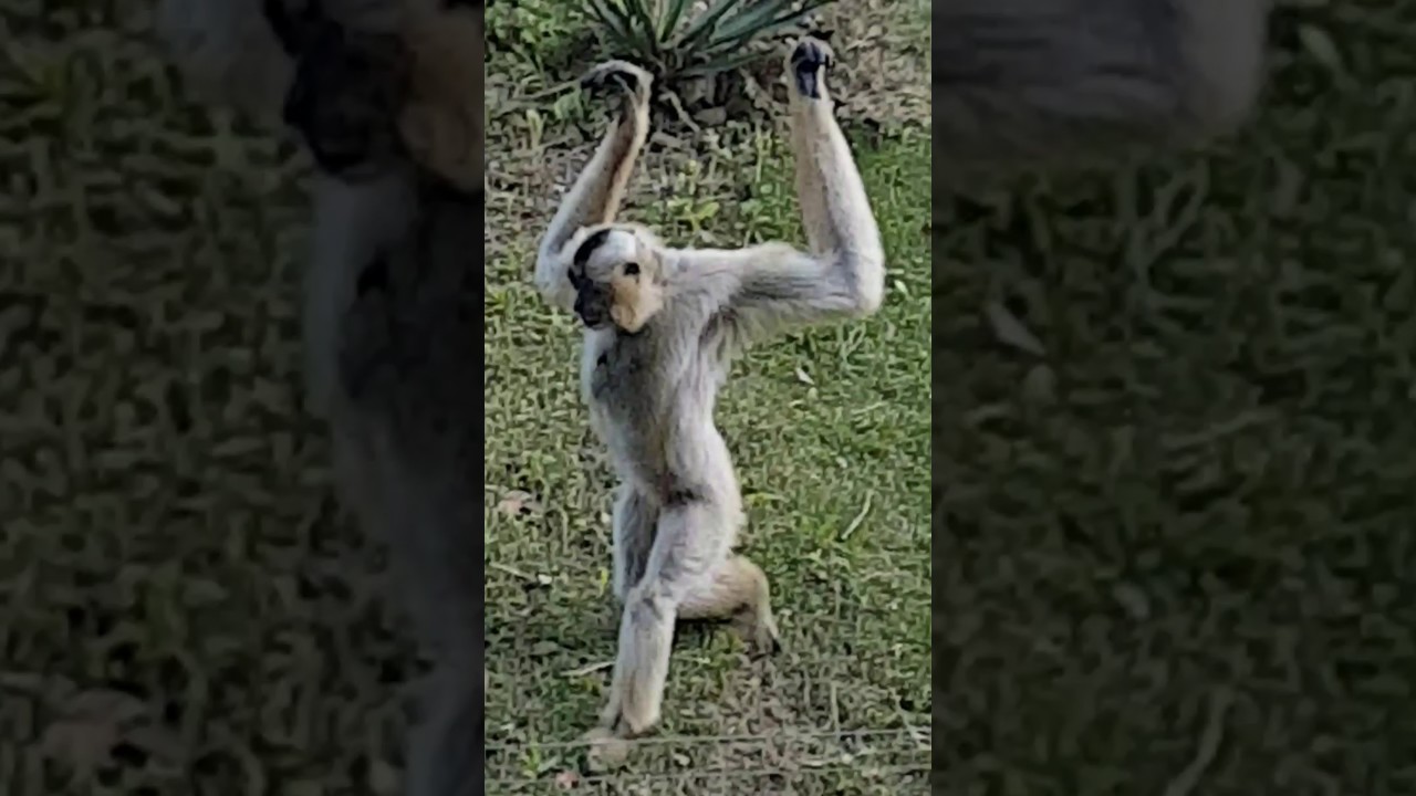 Naughty gibbon part 2