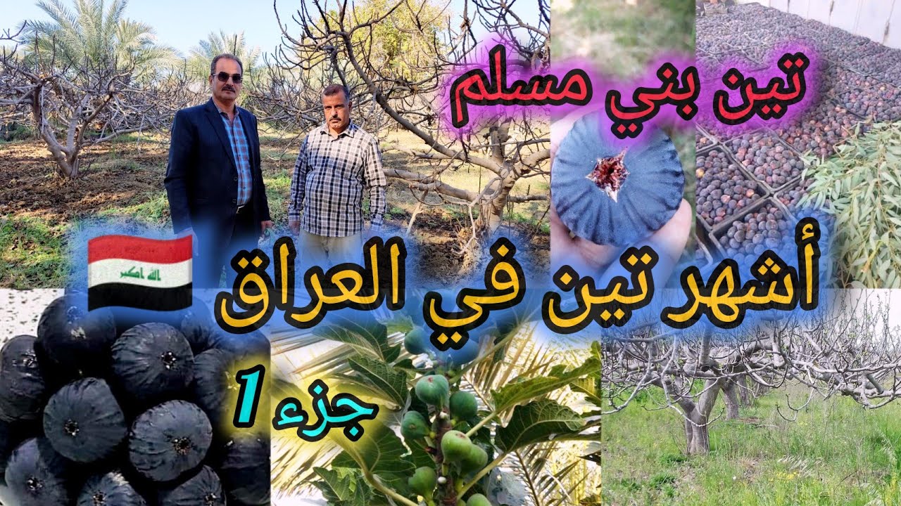 تين بني مسلم الأشهر بالعراق 🇮🇶  تعرفوا على أسرار زراعة التين الجزء الأول تين عراقي بطعم عسلي لذيذ