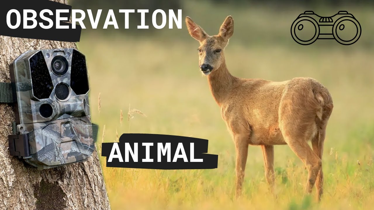 Ma caméra de chasse filme un chevreuil 🦌