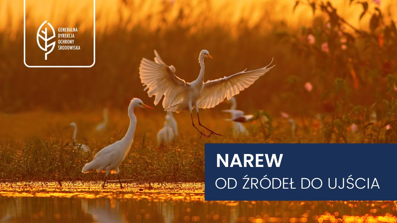 Narew - od źródeł do ujścia