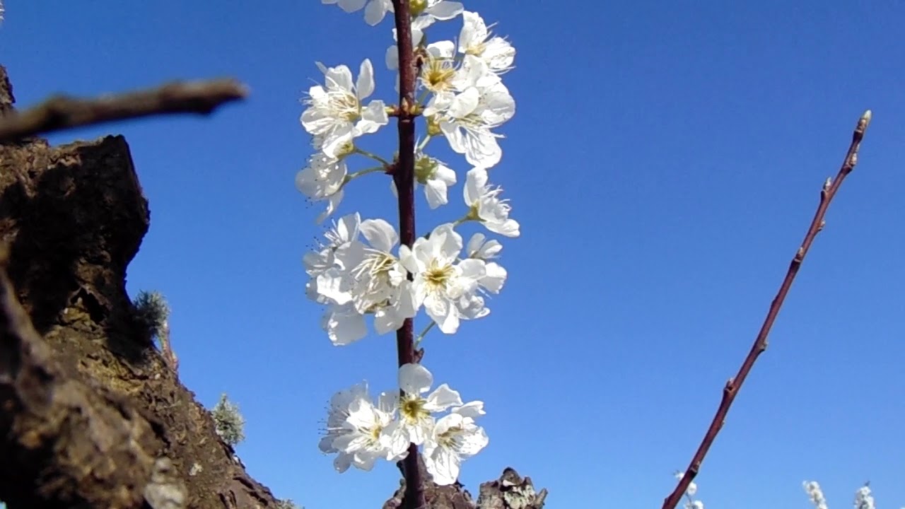 pruning plums ,floración de ciruelos