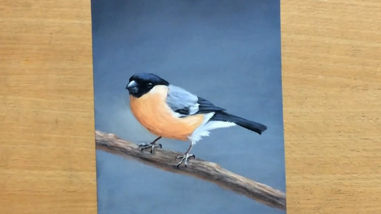 Pastels on Sandpaper - Bullfinch Drawing