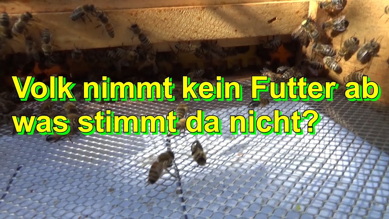 Volk nimmt kein Futter ab was stimmt da nicht!