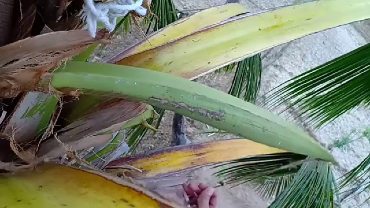 AMAZING COCONUT WINE!!     (The Best of Filipino Wine)