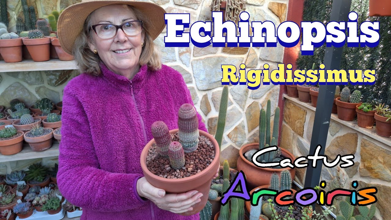 Echinopsis Rigidissimus 🌵| Cactus Arcoíris + Trasplante y cuidados