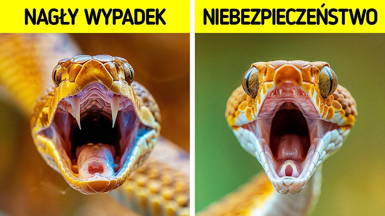 Jeśli znasz te podstawowe wskazówki, możesz przetrwać prawie wszystko