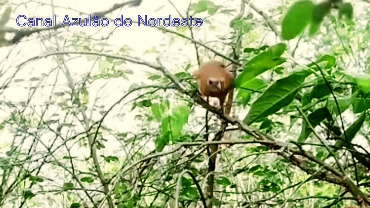 Melhor fêmea de azulão chamando solta.