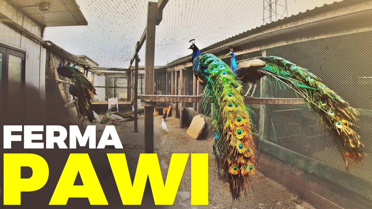 🦚 FERMA PAWI 🦚 + kupiłem INDYKI 🦃 moje MINI ZOO / odc. 171