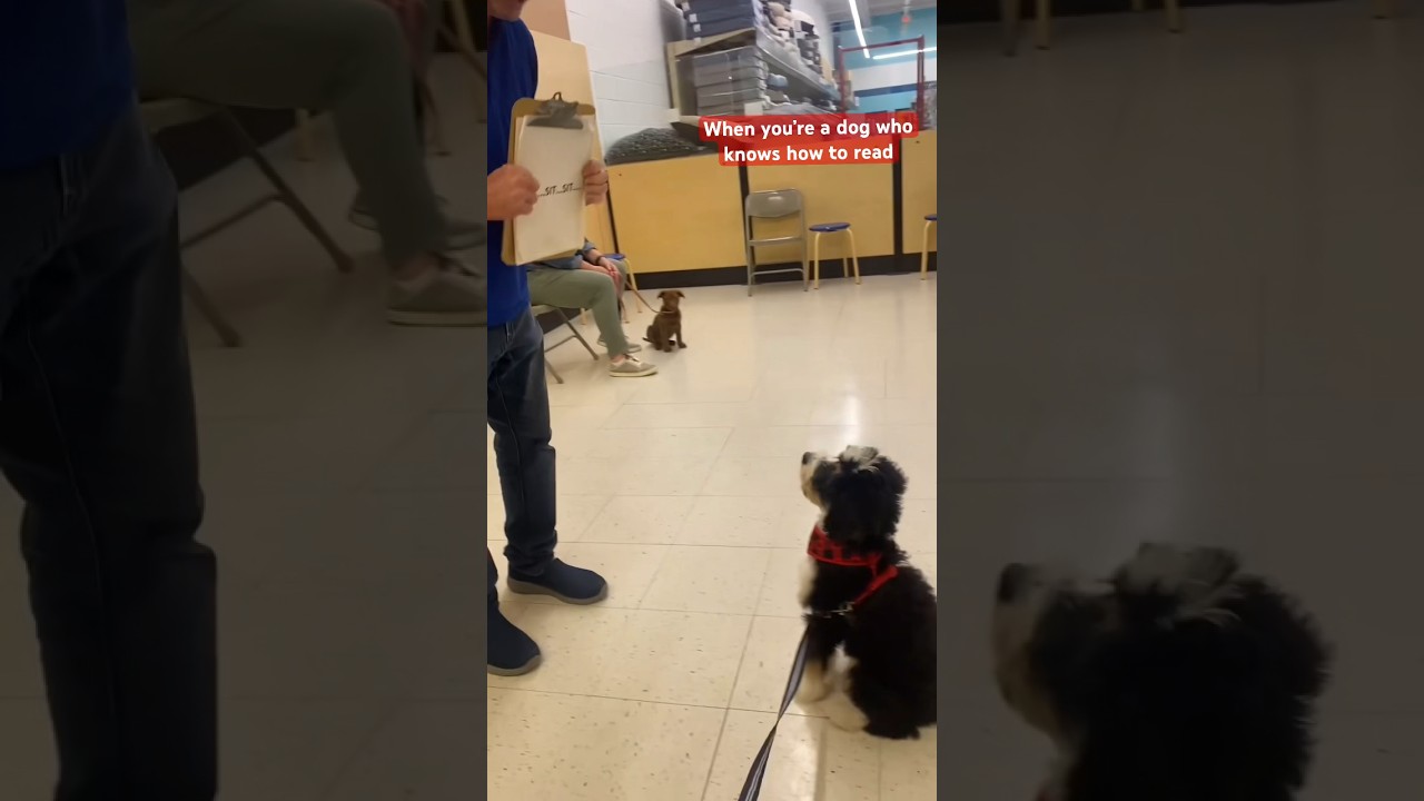 My dog is built different thanks to Brain Games Training 👏&nbsp;via IG scoutwinstonthebernadoodle