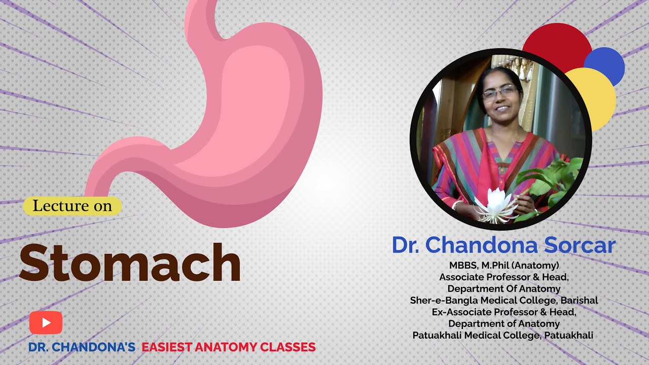 Lecture on Stomach