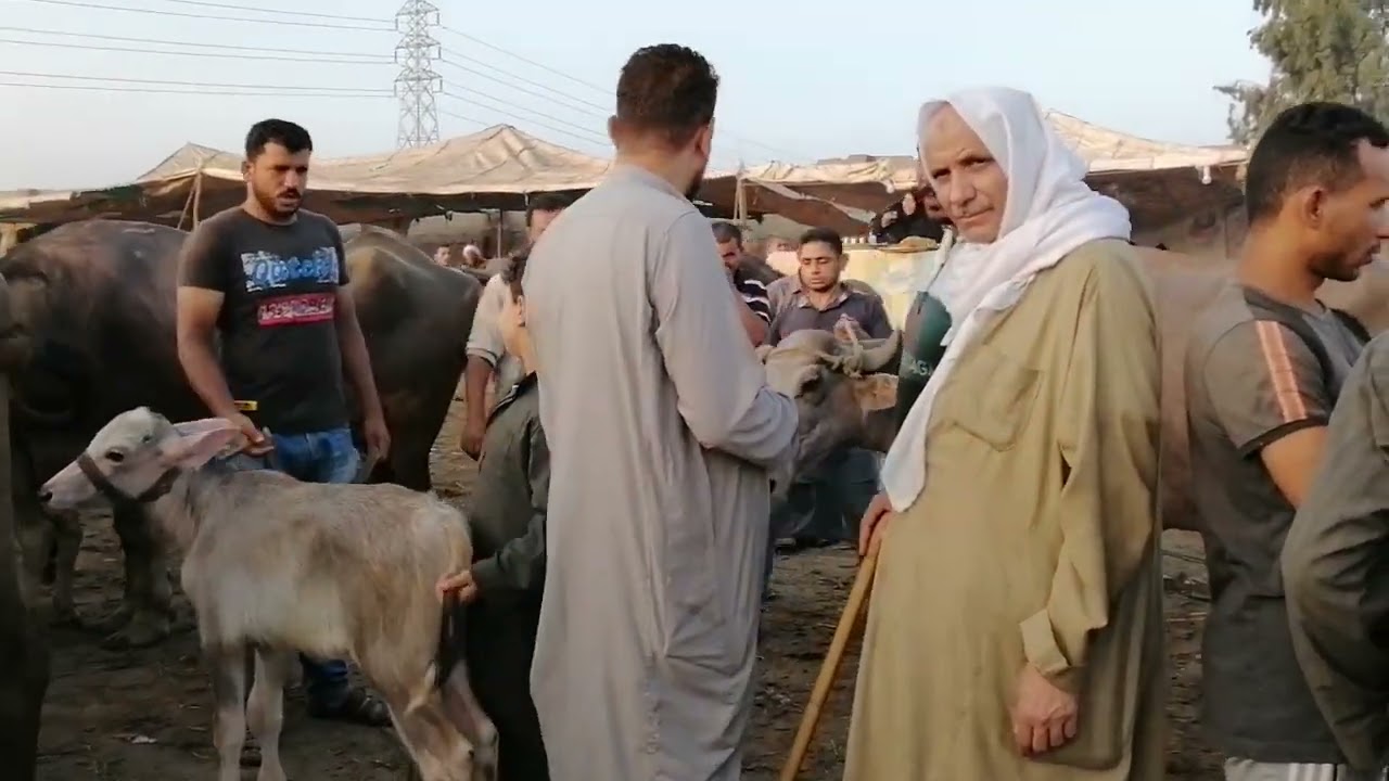 اسعار الجاموس الوالد من سوق الثلاثاء بالزقازيق بتاريخ ٢٣ يوليو ٢٠٢٤