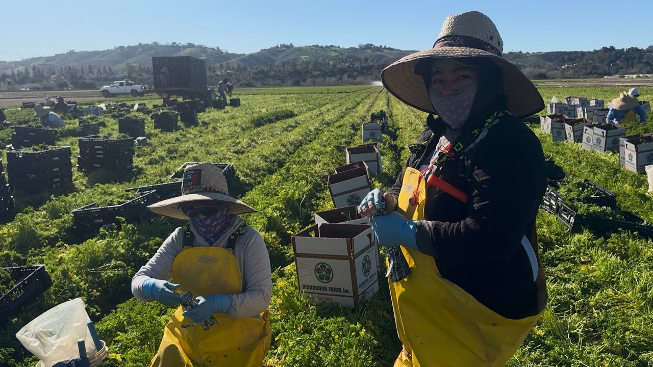 Los campos de agricultura en California, la gente trabajando!!!!